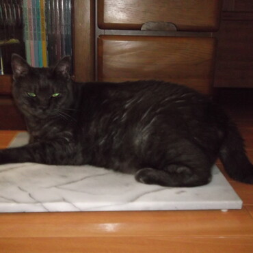 の写真