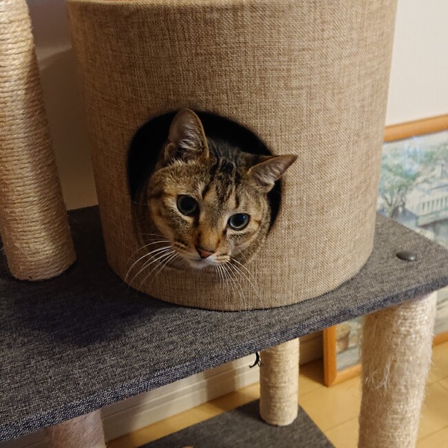 ロッテンのカバー写真