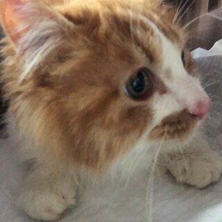 長毛白茶ペルシャMIX男の子1歳　抱っこできます。