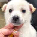 21-M170　可愛い1.5ヶ月3兄妹♪