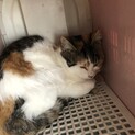 ちょっと長毛フワフワ三毛にゃんナデナデできます。
