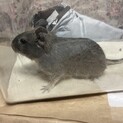 ブルーデグー ベタ慣れ