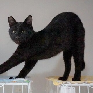 黒猫の子猫☆生後８か月くらい☆男の子