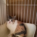 チビ可愛いミケ。人馴れ修行中