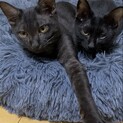 とても甘えん坊なクロネコご兄弟（２匹一緒での募集）