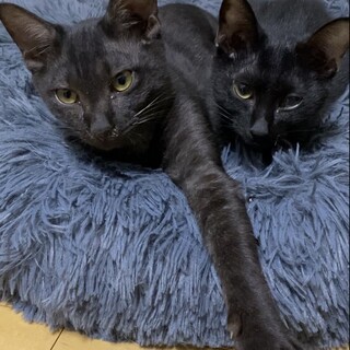 とても甘えん坊なクロネコご兄弟（２匹一緒での募集）