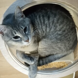 ちょいーとワルガキ!!やんちゃさがたまりませんよ。