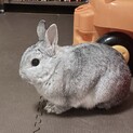 甘えっ子なネザーの家族になってくださる方募集