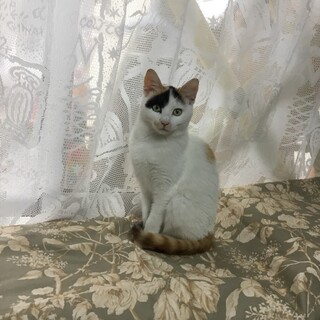 ちょっと怖がり、猫とは仲良し。