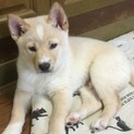 活発で愛らしい男子「ケント」
