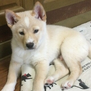 活発で愛らしい男子「ケント」