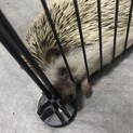 ハリネズミ♂×3里親募集