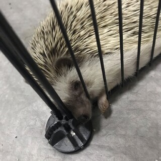 ハリネズミ♂×3里親募集
