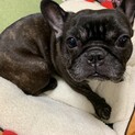 フレンチブルドッグの女の子7才です