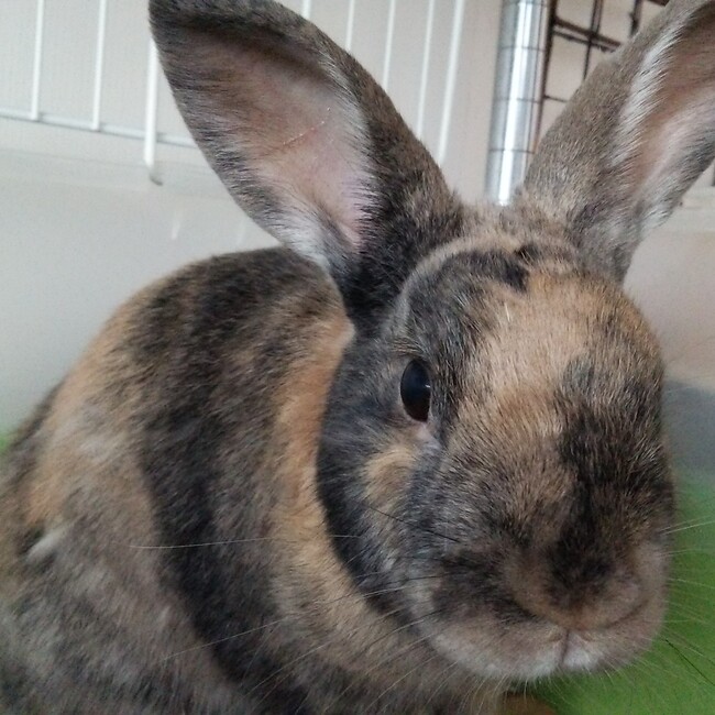 だるまうさぎのカバー写真