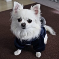 プッチ