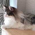 オスのノルウェージャンフォレストキャットです。