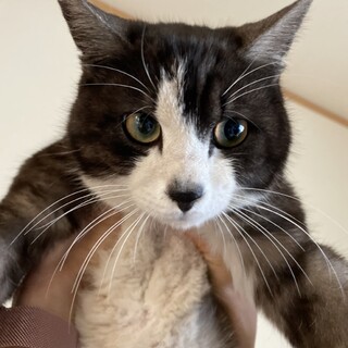 トライアル決定・穏やかな性格のシロクロ男子、はる君