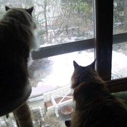 「ニャルソック隊、異常感知！」サムネイル1