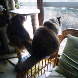 「ニャルソック隊、異常感知！」サムネイル2