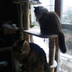 「ニャルソック隊、異常感知！」サムネイル3