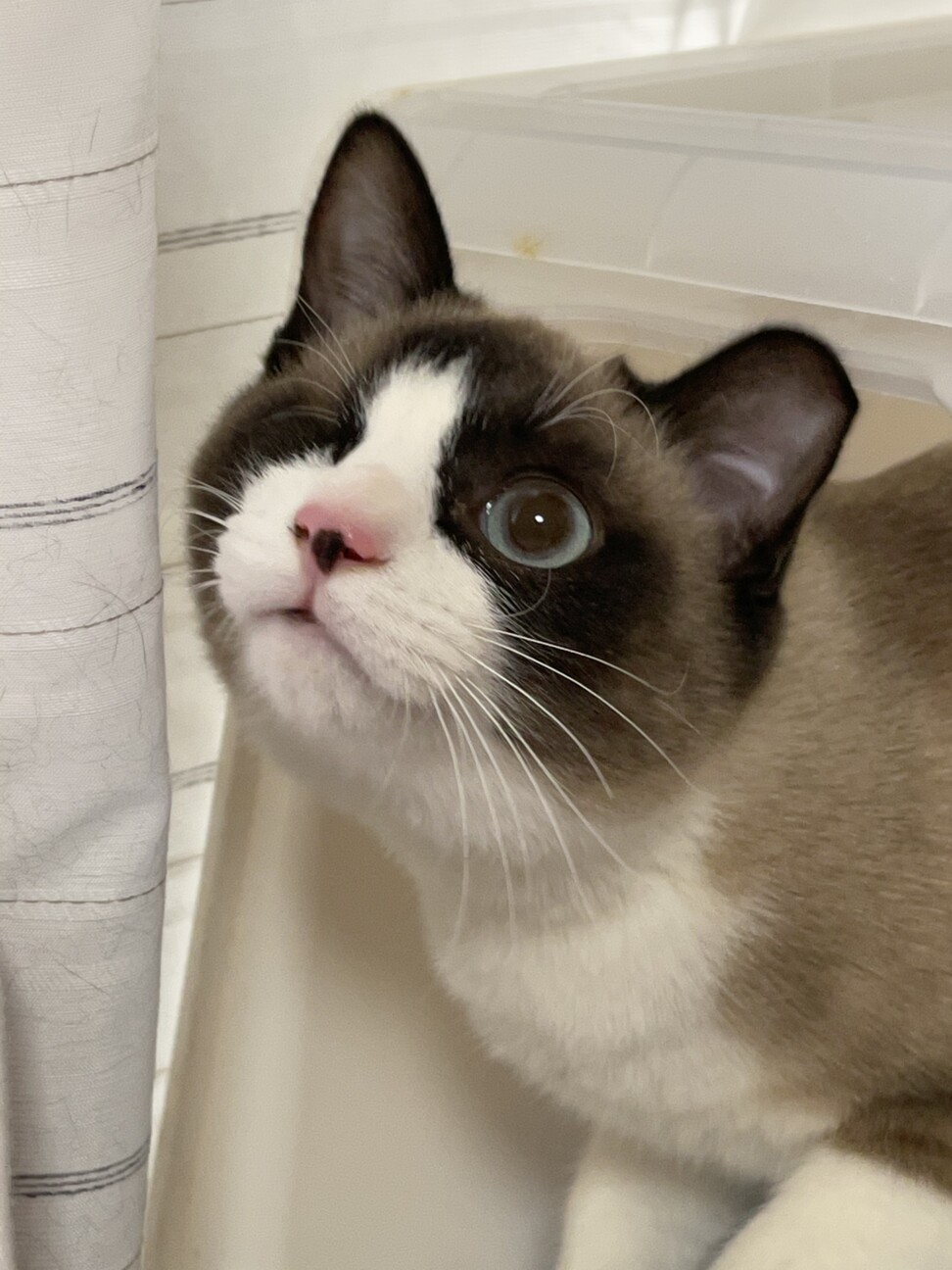 スノーシュー似のブルーア 埼玉県 猫の里親募集 ペットのおうち 月間利用者150万人