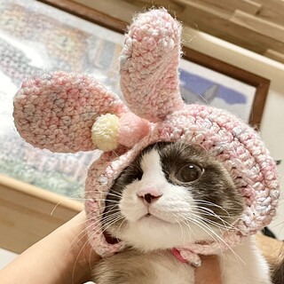 スノーシュー似のブルーアイの女の子