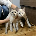 再募集