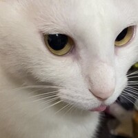 もなか