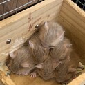 デグーの赤ちゃん(サンド)の里親募集です。停止中