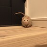 るちへい