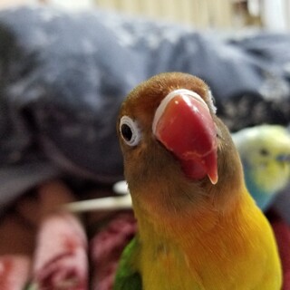 ボタンインコのふくです。よろしくお願いします。