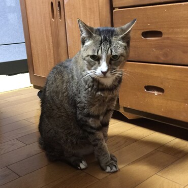 歯痛はあるみたい？安定してるちび春はご飯もりもり元気そうで不思議(・・?)