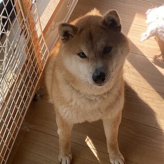 可愛がってくれる飼い主さん