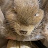 みやび。