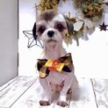蕨(わらび)犬も人も大丈夫♪愛嬌ばっちり甘えん坊