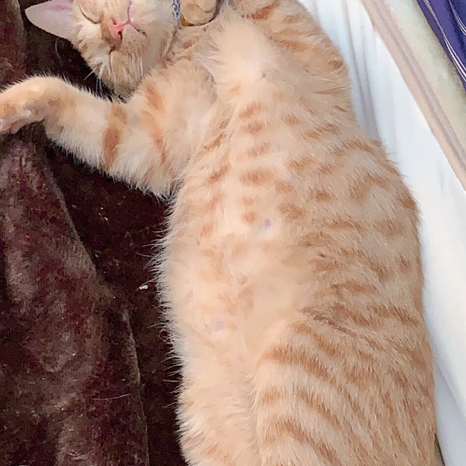 岳(がく)のカバー写真
