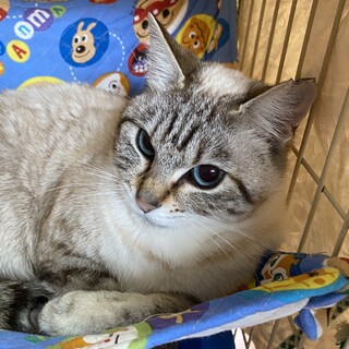 認知症の方より保護。ブルーアイのシャム系女の子❣️