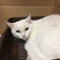 お迎えにきて！オッドアイ短足