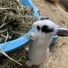 うさぎの里親さん募集！ サムネイル2