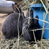 うさぎの里親さん募集！ サムネイル3