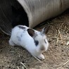 うさぎの里親さん募集！ サムネイル4