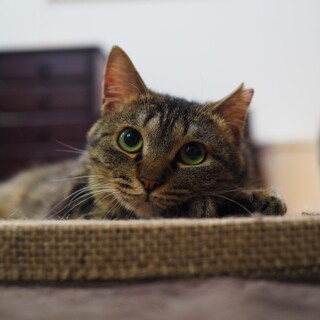 人馴れ抜群の甘えたの女の子です