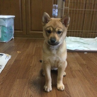 お転婆女子「くりす」