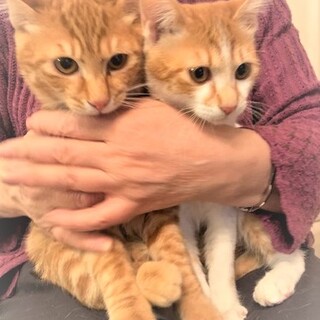 人懐こい女の子(ミサ)シャイな男の子(ソラ)3.5