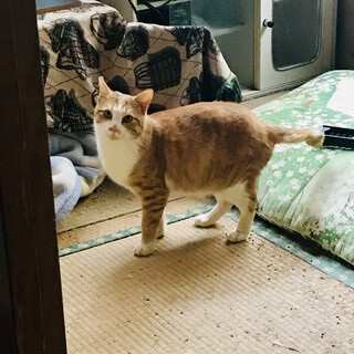 よくおしゃべりするおとなしい茶白ハチワレくん短尾