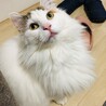 あやのんしん