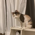 ミケ猫メインクーンの女の子