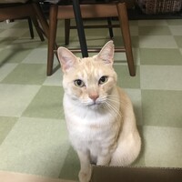 アゲ太郎