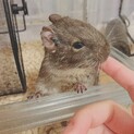 ベタ慣れブルーデグー